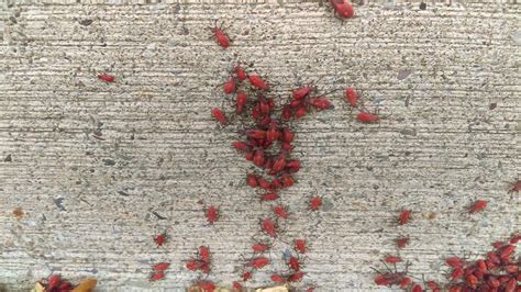 [Upstate NY] Swarm of red insects - ID? : r/whatsthisbug