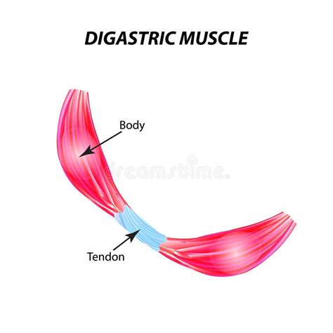 La Struttura Del Muscolo Scheletrico Muscolo Circolare Tendine Infographics Illustrazione Di