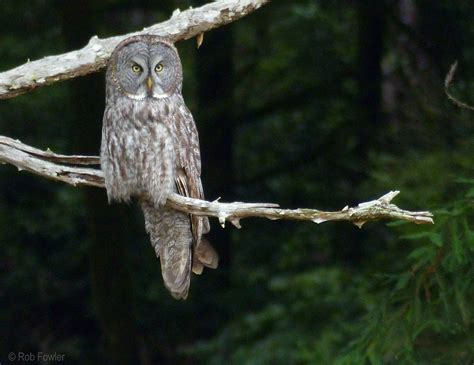 Updated Birders Flock To Great Gray Owl News Blog