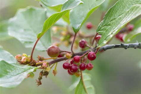 Berries of Alder Buckthorn Frangula Alnus. Stock Image - Image of forest, medicinal: 170591753