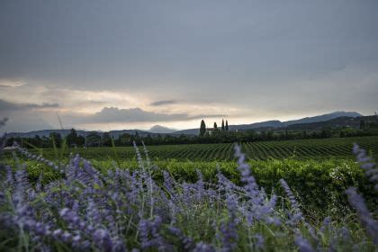 Gardasee Wein Tour Und Weinverkostung In Bardolino Getyourguide