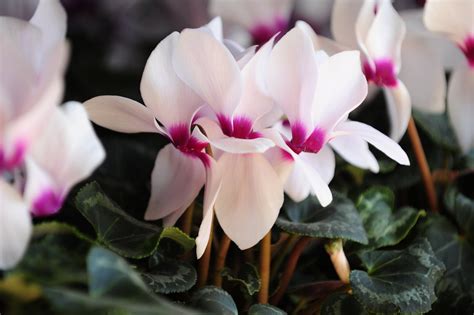 Цикломения (много фото) - treepics.ru