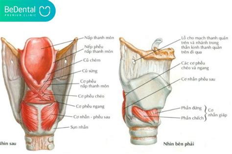 Nh Ng I U C N Bi T V Thanh Qu N Be Dental