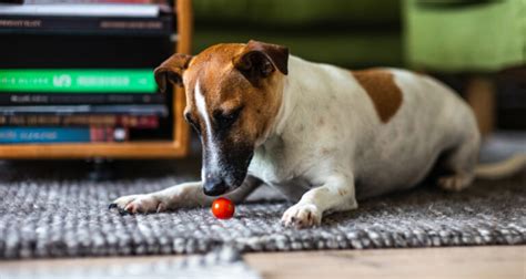 Cachorro pode comer tomate ou faz mal VetSaúde