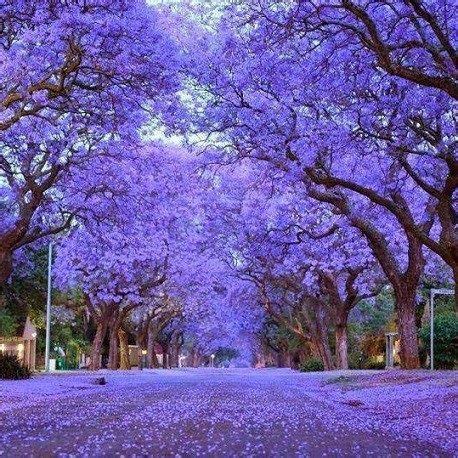 Jacaranda mimosifolia (100 seeds) – Lifestyle Seeds