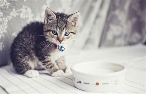 Are Cats Lactose Intolerant? | BeChewy