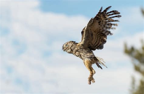 Profile Of An Eastern Screech Owl In Flight Photograph By Tony Hake