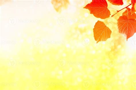 bright colorful foliage. Indian summer. 9285474 Stock Photo at Vecteezy