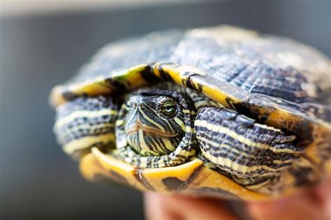 Tortuga De Orejas Rojas Trachemys Scripta Elegans Tortuga Deslizante