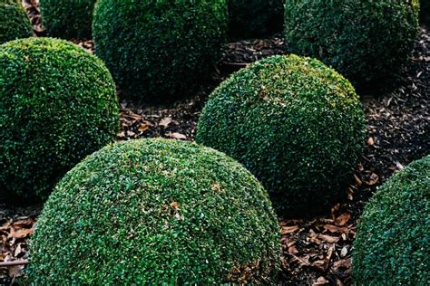 How to Grow and Care for Boxwood Shrubs