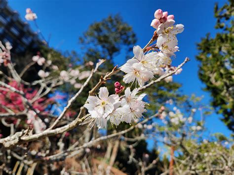 2024阿里山花季到 疏運助您輕鬆遊 櫻花 大紀元