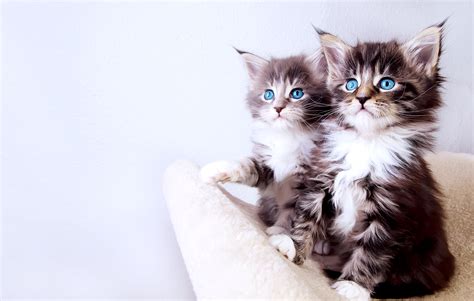 Cute Baby Cats Wallpapers HD / Desktop and Mobile Backgrounds