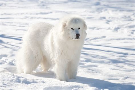 10 Best Dog Breeds for Cold Weather