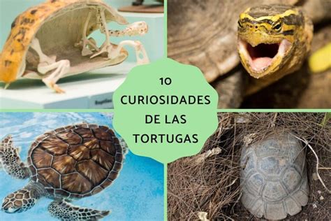 Curiosidades De Las Tortugas Descubre Sus Secretos Sorprendentes Eco