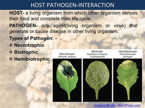 Defence Mechanism In Plants Against Fungal Pathogen Ppt