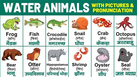 Water Animals With Spelling Sea Animals Pronunciation Water Animals