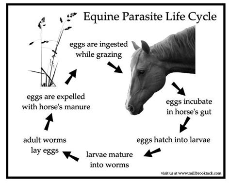 Horse Worming Chart Printable