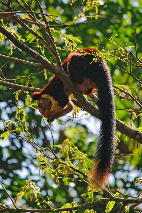 Indian Giant Squirrel Photos, Download The BEST Free Indian Giant