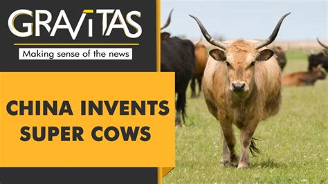 Gravitas Chinese Scientists Create 3 Super Cows Youtube