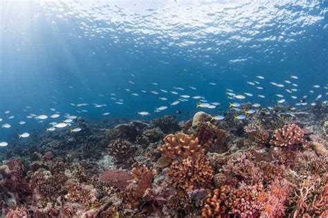 Pulau Maratua Surga Para Penyelam Harga Aktivitas Dan Penginapan