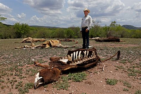 En El Norte De M Xico Asolado Por La Sequ A Decenas De Miles De Vacas