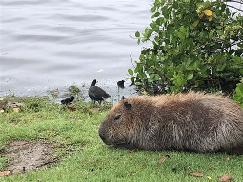 Capybara Next To A Duck With Her Ducklings Rcapybara