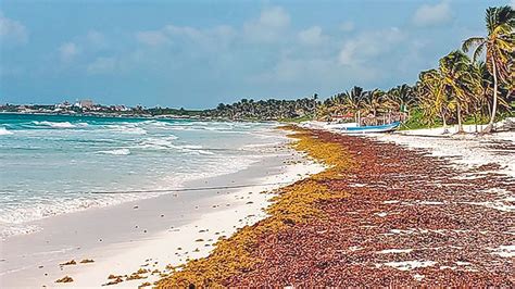 Se Aproxima Isla De Sargazo Al Caribe Mexicano 24 Horas