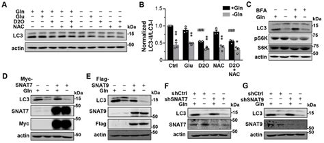 Glutamine Regulates Lysosomal Degradation Through A Mechanism Unrelated