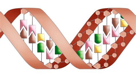 Naukowcy Odkryli Mechanizm Naprawy Dna