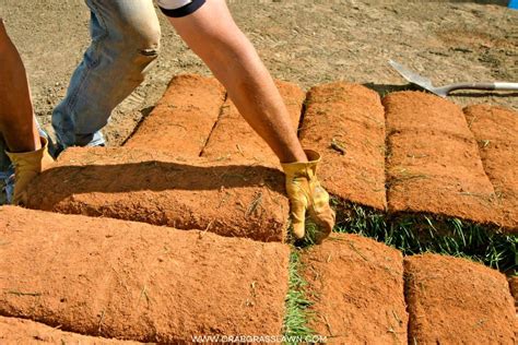 How To Plant Zoysia Grass Seed Ultimate Guide Crabgrasslawn