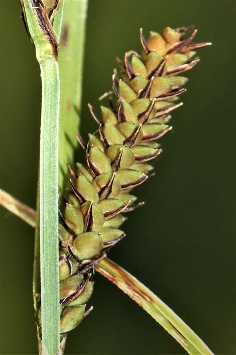 Carex Haydenii Haydens Sedge Fsus