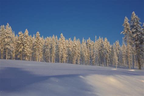 Frost Forest in Winter, Lapland, Sweden Stock Photo - Image of nature ...