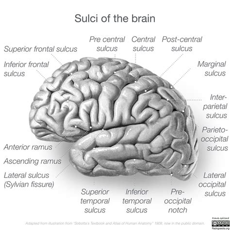 Lateral Fissure Brain