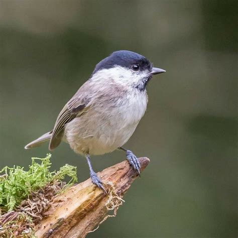 A Small Bird Sitting On Top Of A Piece Of Wood With Moss Growing On It