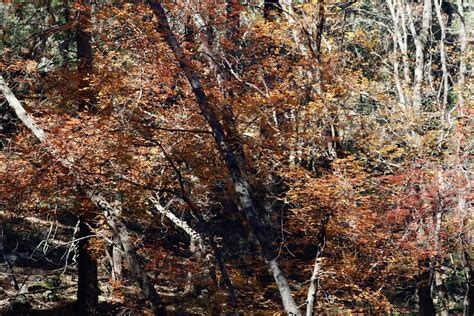 Ramsey Canyon A Return To See Fall Colors At Ramsey Canyon Flickr