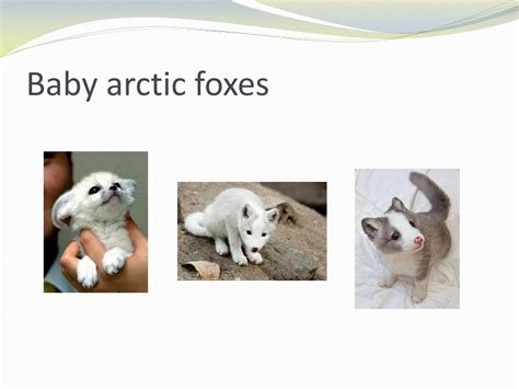 PPT - Save the Arctic Foxes!!! PowerPoint Presentation, free download ...