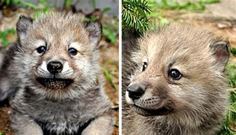 White Wolf : Rare Arctic Wolf Pups Arrive In Minnesota