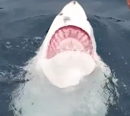 Tubarão branco gigante nada de costas em torno de mergulhadores Vídeo