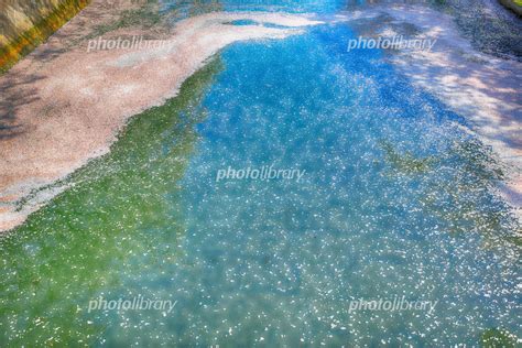 桜の花びらが浮いた川面 神奈川県横浜市 写真素材 5529346 フォトライブラリー Photolibrary