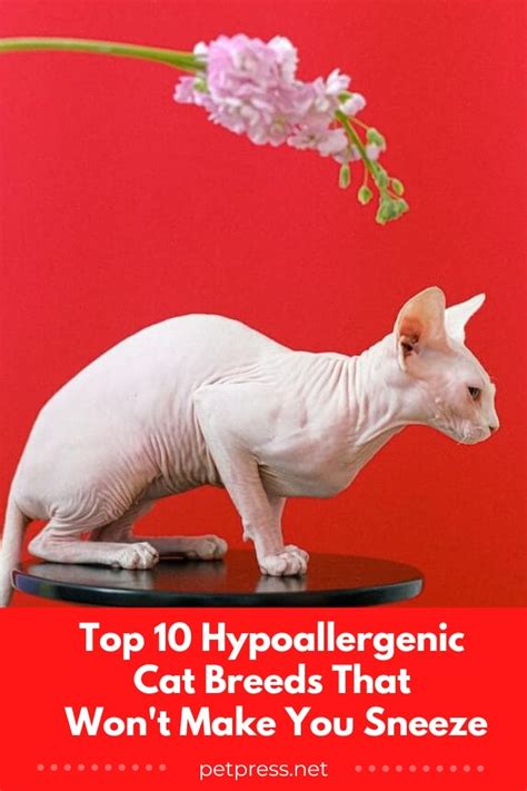 top  hypoallergenic cat breeds  wont   sneeze