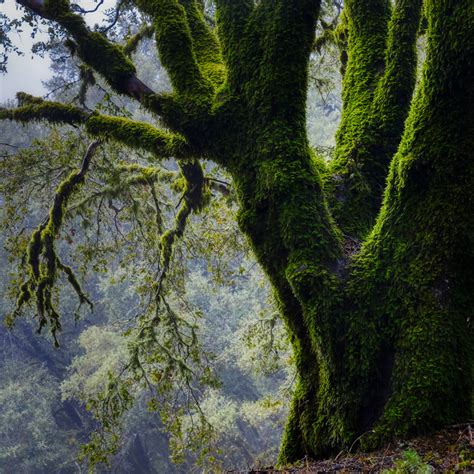 Moss on Trees Collection - Landscape and Nature Photography on Fstoppers