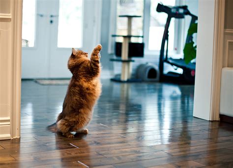 Mastering Cat Tricks: How to Teach Your Feline Friend Amazing Feats ...