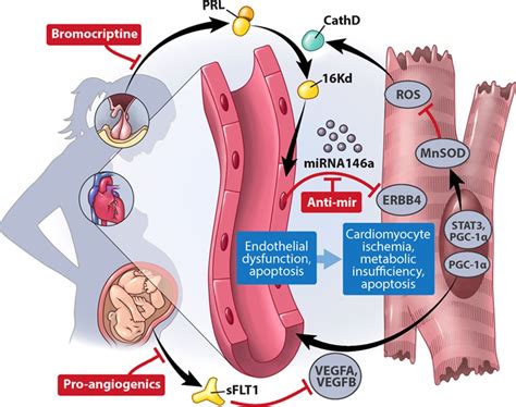 Peripartum Cardiomyopathy Circulation