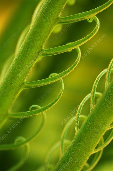 Fern Frond Stock Image B4500425 Science Photo Library