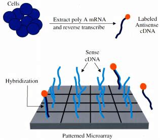 Gene Arrays For Monitoring Analyte Induced Changes In Gene Expression