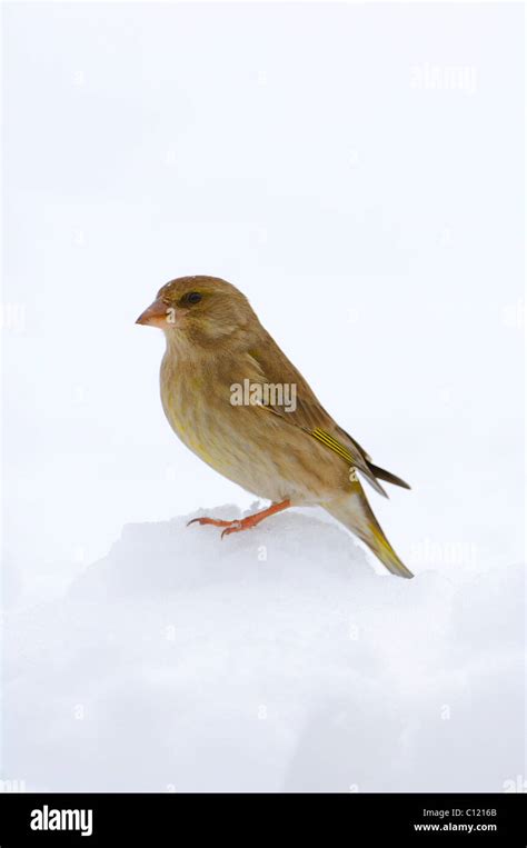 Female european greenfinch hi-res stock photography and images - Alamy