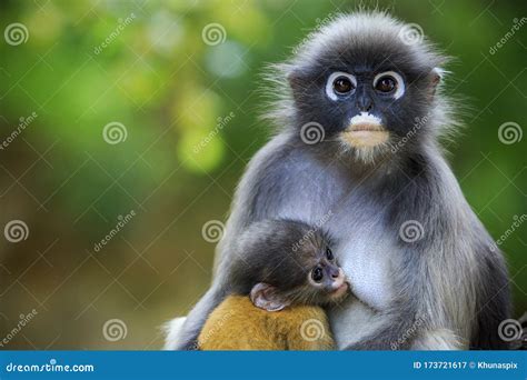 Dusky Leaf Monkey In Thailand National Park Stock Photography ...