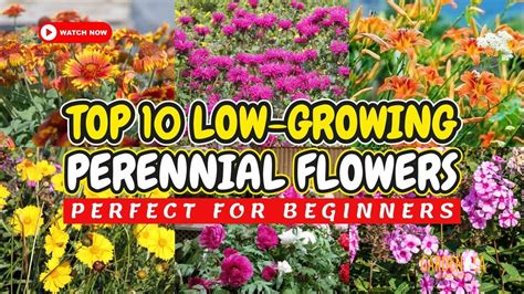 Top 10 Low Growing Perennial Flowers Perfect For Beginners 🌻🌸🌼