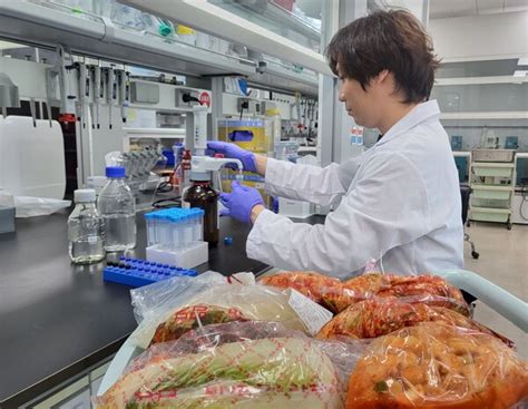 대전보건환경연구원 학교급식 김치류 안전성 집중 점검 네이트 뉴스