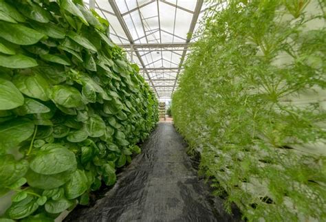 Premium Photo Revolutionizing Agriculture The Future Of Food Production With Greenhouse Technology